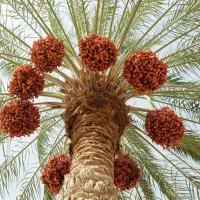 خریدار ثمر نخل.خاصویی.کبکاب