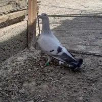 کبوتر
