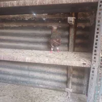 کبوتر