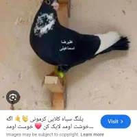 سیاه پلنگ گم کردم