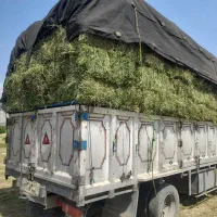 علوفه درجه یک ارسال از بجنورد