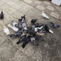کبوتر|پرنده|چغادک, |دیوار