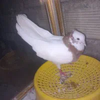 یه جفت کبوتر طوقی لنگه
