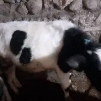 گوساله نر