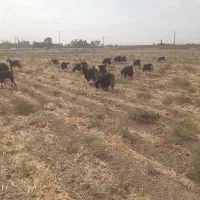 شیر گوسفند