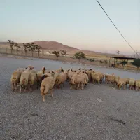 گوسفند حیوانات مزرعه