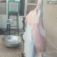 گوسفند قربانی درجه یک