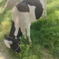 گوساله نر