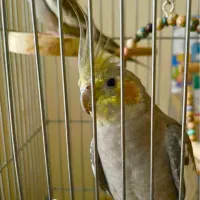 عروس هلندی