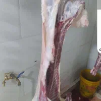 قصاب وسلاخ ماهر