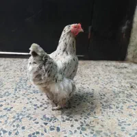 مرغ و خروس گردن لختی