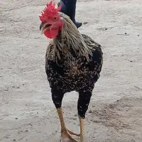 خروس جوان سالم و زیبا تازیان