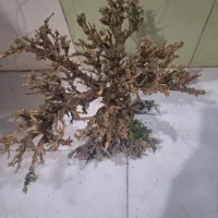 بونسای