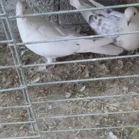 پرش بشرت