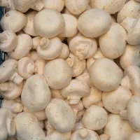 قارچ لوکس عمده ۵ زیر تابلو