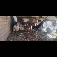 مرغ و خروس و جوجه