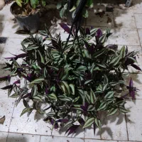 ـ حراجی گل ـ