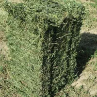 کنسانتره جو یونجه کاه