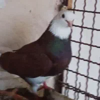 نر و ماده شازده سرخ تهرانی