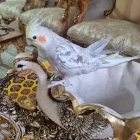 عروس هلندی دستی