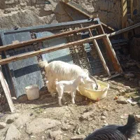 بز بازغاله 20تومن بزغاله نر هم کیلویی 500