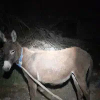 خرماده یکساله
