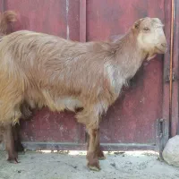 کهره  بره  میش  بز
