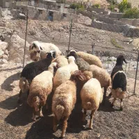 شک اول شکم گوسفند ابستن