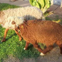 میش عربی با بره ماده بزرگ عراقی