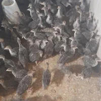 جوجه بوقلمون
