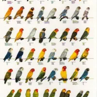 گم شده