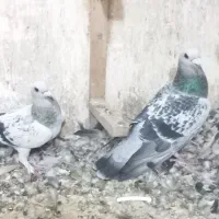 یک جفت بدرنگ و یک جفت کلاغ ماده کلاغ سیستان هسته