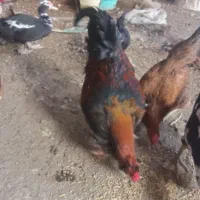 خروس جوا ن سالم 1800