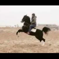 نریان سیاه ۴ نشون