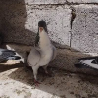جفت نر|پرنده|زاهدان, |دیوار