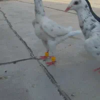 کفتر