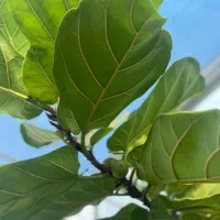 دعوت به همکاری برای فعالیت در گلخانه