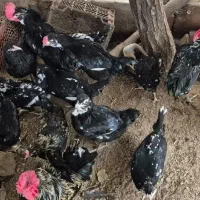 مرغ و خروس گلین ریشو چهل تاج