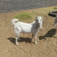 نر پاکستانی
