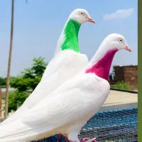 کبوترپاکستانی