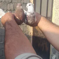 ۳جفت کبوتر