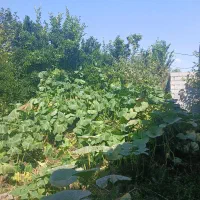زمین-سنددار-مسکونی
