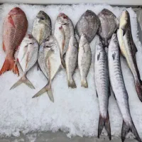 انواع ماهی و میگو عمده با لیست قیمت