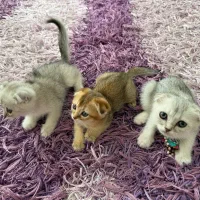 گربه های بامزه