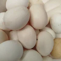 تخم مرغ محلی نطفه دار گلین