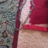 زنجیل سگ کوچک
