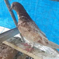 کبوتر پرشی تکپر