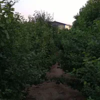 باغچه