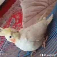 عروس هلندی
