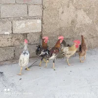 خروس جوان عربی